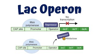 Lac Operon Animation Advanced  Lac Operon mutations  Gene regulation in Prokaryotes [upl. by Odlanor]