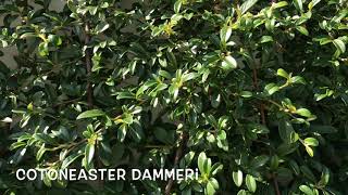 Cotoneaster dammeri  Garden Center online PGARDENS [upl. by Petronilla]