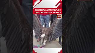 Watch Rare Vulture Captured In Uttar Pradeshs Kanpur Handed Over To Forest Department [upl. by Enylrac425]