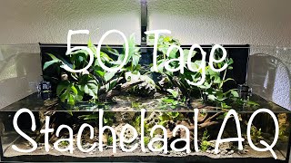 Teil 2 50 Tage Stachelaal Aquarium aquaristik [upl. by Quiteris]