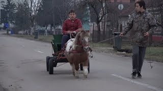 Poneii lui Dani de la Sintandrei Bihor  2018 [upl. by Annaira]