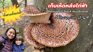 V161เก็บเห็ดหลังไก่ฟ้าป่าอเมริกา ดอกอ่อนๆงามๆกับฝรั่งน้อย Pheasant’s back mushroom foraged [upl. by Keon416]