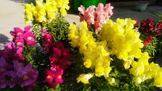 How to grow amp care Dog Flower Antirrhinum Snap dragon Plant इस तरह से करें dog🐕 Flower की देखभाल [upl. by Faxen]