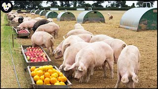 How American Farmers Raise Organic Pigs  Pig Farms Only Eat Bananas [upl. by Atekin]