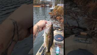 November Chatterbait Spotted Bass Lake Lanier [upl. by Orling]