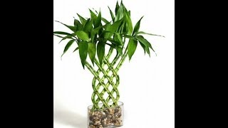 Art with lucky bamboo plants Dracaena plant [upl. by Ayt]