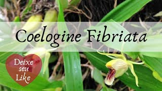 Coelogyne Fimbriata [upl. by Magbie]