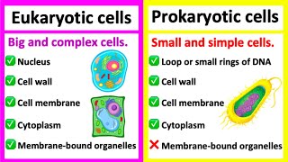 EUKARYOTIC CELLS vs PROKARYOTIC CELLS  Whats the difference [upl. by Notserk]