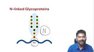 Glycoproteins  Definition Classification and Examples [upl. by Chelsy]