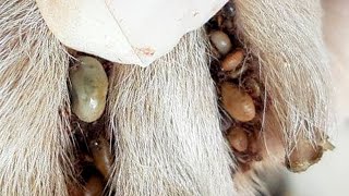 How to remove ticks form dog  Tick removal from dog 69 [upl. by Leahcimrej454]