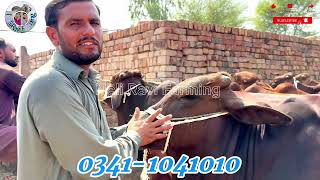 Wacha Farming is a Professional Business Must watch the video before starting a businessbachra [upl. by Ennahgiel736]