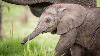 Adorable Baby Elephants  The Cutest Baby Animals [upl. by Ttehc]