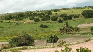 estamos plantando feijão na fazenda Coco povoado varzinha [upl. by Ettenahs320]