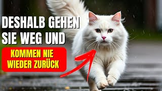 Die 6 überraschenden Gründe warum Katzen von zu Hause weglaufen und nie mehr zurückkehren [upl. by Nataline]