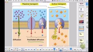 Cell Membrane Permeability and Signal Transduction [upl. by Euqimod]