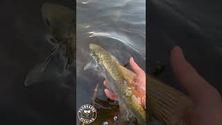 Largescale Yellowfish release [upl. by Bough757]