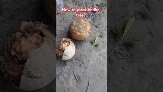 How to plant kodbel tree shorts [upl. by Orna]