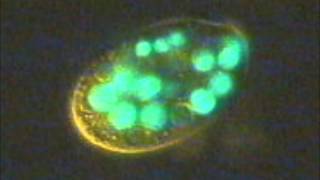 Ciliates eating fluorescent bacteria [upl. by Enyallij29]