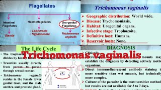 4 MEDICAL PARASITOLOGY Trichomonas vaginalis [upl. by Nylatsyrc296]