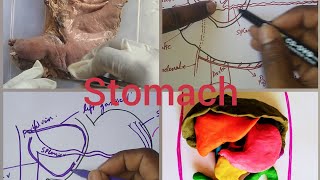 STOMACH ANATOMY  Full lecture [upl. by Harberd]