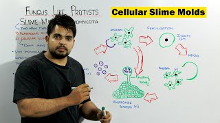 Life Cycle of Cellular Slime molds Stages in 3 minutes Life Cycle of Slime mold Part II [upl. by Padgett]