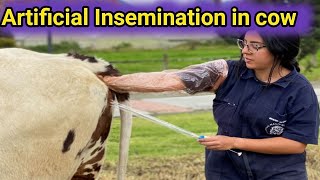 How To Artificially Inseminate A Cow 🐄 Artificially Inseminate Cow🐄 [upl. by Ardolino]