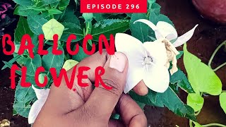 How to take care of Balloon Flower or Platycodon Aster Pink [upl. by Gertrudis]