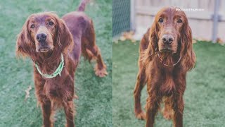 Irish setters headed to forever homes after being seized in animal neglect investigation [upl. by Anaujat]