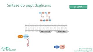 🦠 Síntese do peptidoglicano 🦠 [upl. by Tham812]