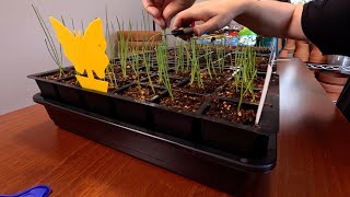 Planting 9 Year Old Seeds Experiment  Seedlings Update Maintenance amp Fertilizing  Dirt and Dish [upl. by Starkey]