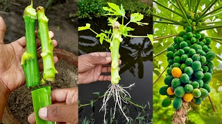 Grow a papaya tree from a cutting  Easy stepbystep method [upl. by Bergmann]