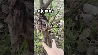 Injertos Cítricos y Poncirus trifoliata [upl. by Sadirah]