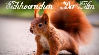 Eichhörnchen Squirrel Movie  Der Film Full HD [upl. by Hamon]