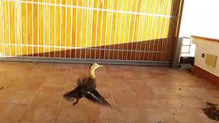 Mallard duck flying in slow motion [upl. by Brainard]