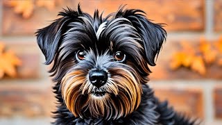 Affenpinscher Dog Facts Quirky Fun and Lovable [upl. by Ralfston33]