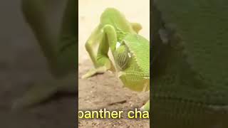 panther chameleon الحرباء [upl. by Ahsekan]