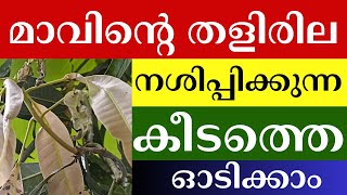 മാവിൻ്റെ ഇളം തണ്ട് കരിയുന്നത് തടയാം How to Save Mango’s Younger Leaves amp Stems from Pests Naturally [upl. by Erreit464]