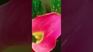 Calla lily in my terrace gardan music song bollywoodsongs flowers morningflowers [upl. by Leventis]