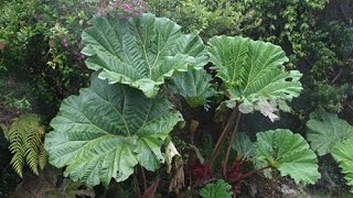 COMMENT PLANTER ET CULTIVER UN GUNNERA [upl. by Llennod822]