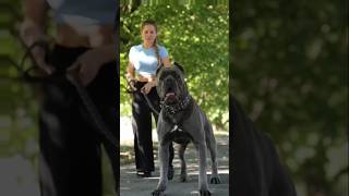 Cane corse dog video in English most dangerous dog in the world shorts videodog [upl. by Latashia]