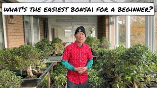 What is the Easiest Bonsai for a Beginner [upl. by Aneloc]