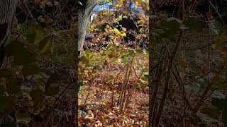 Scarsdale leafblowers out of control on Veterans Day 111124 Blowing leaves into stream [upl. by Larsen]