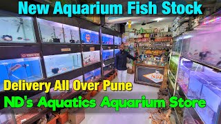 New Fish Stock at NDs Aquatics Aquarium Store I Delivery Available All Over Pune [upl. by Dena]