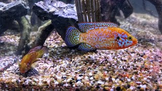 Turquoise Jewel Cichlid Breeding after a water change [upl. by Tezil]