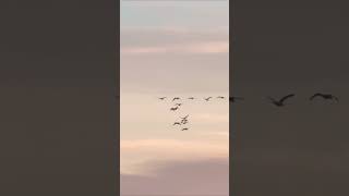 Trumpeters arriving to Skagit Valley nature [upl. by Yrebmik]