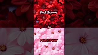 Red flower🌹❤️vs pink flower 🌷💖gown👗heels👠nail💅lipstick💄watch⌚ring💍cake🎂shortsviral [upl. by Pelagias]