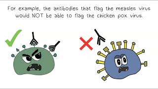 Antigens Antibodies and Interactions  Immunity  Dont Memorise [upl. by Eynahpets353]