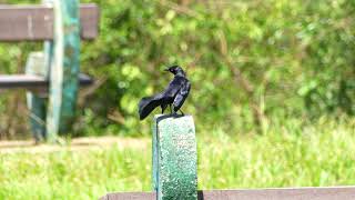 Carib Grackle Quiscalus lugubris lugubris male displaying French Guiana [upl. by Cirde]