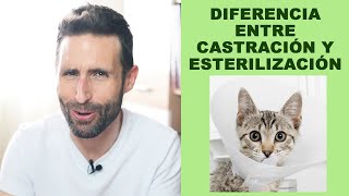 ¿Cuál es la diferencia entre castrar y esterilizar a un gato [upl. by Elle]