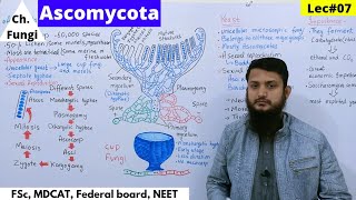 Ascomycota  Ascomycota life cycle  Reproduction in Fungi  Lec07  part 1 bio [upl. by Cioffred]